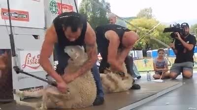 مسابقه تراشیدن پشم گوسفند