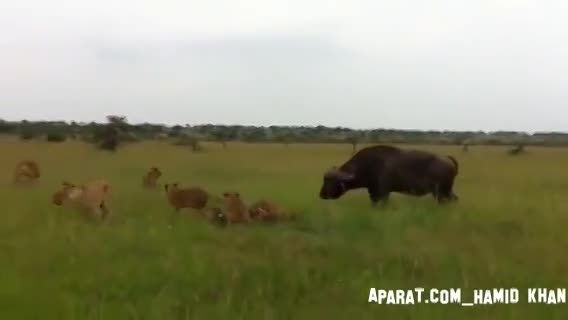 حمله بوفالو به شیرها