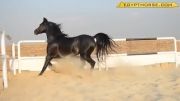اسب عرب خالص مصری بسیار زیبا