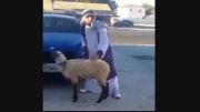 عرب و گوسفند و بی ام و