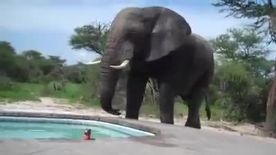 اب خورن فیل