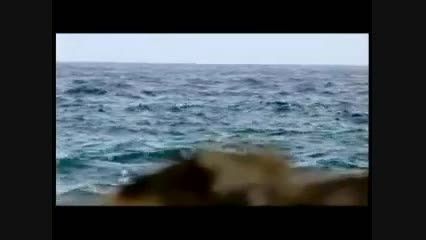 خلیج فارس ، ویدیو کلیپ