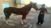 اسب خالص ایرانی