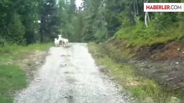 فرار کردن گرگ از گوسفند