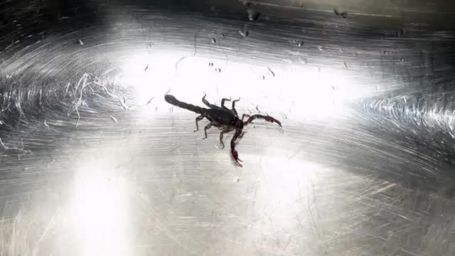 راههای جلوگیری از نفوذ عقرب به خانه ها منازل Scorpions