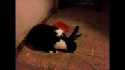 خرگوش من ملوس2