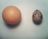 مقایسه اندازه تخم بلدرچین و توپ تنیس