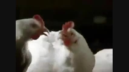 مرغ های رقاص