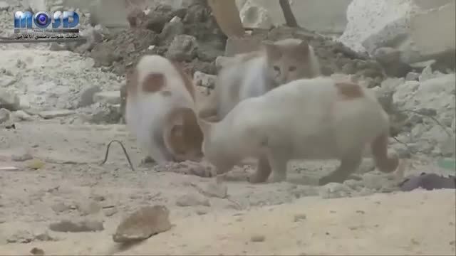 گربه خوردن در سوریه اه اه اه  اوق اوق حالم بد شد