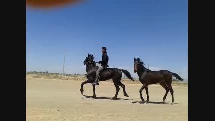 اسب خالص عرب ایرانی وكره 7 ماهه براق