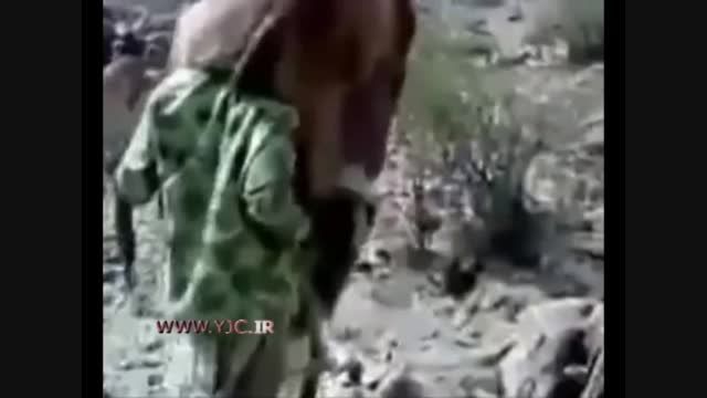 عجیب ترین شیوه قاچاق شتر به عربستان!!!