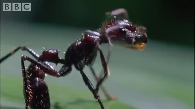 قارچ های انگلی که روی سر مورچه رشد می کنند