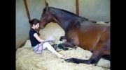 بزرگترین اسب دنیا....دیدنی.......