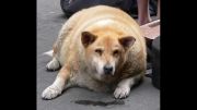 بزرگترین سگ های هورمونی جهان