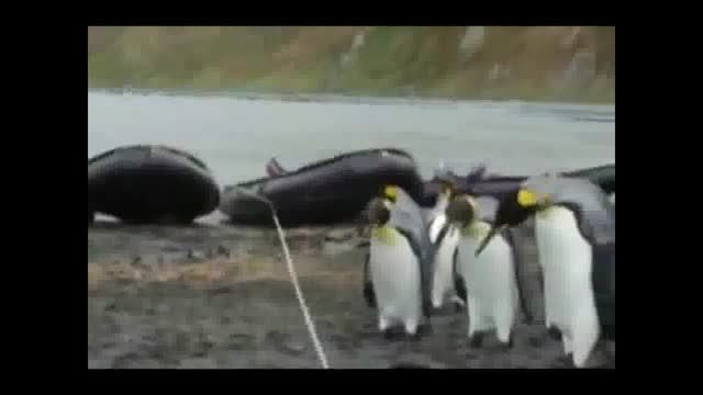 پنگوئن های تنبل !!!