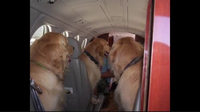 هواپیمای با مسافران سگی