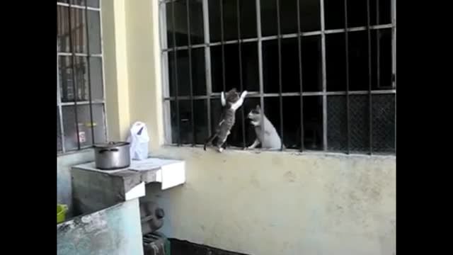 محبت مادر و فرزندی گربه ها