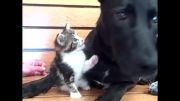 سگ مادر و بچه گربه!!