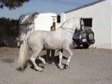 رقص اسب - اسب - اسب زیبا