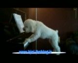 سگ پیانو زن