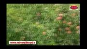 افزایش باردهی درخت هلو فرانسوی - شهرستان پلدختر