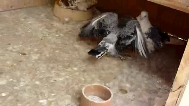 غذا دادن کبوتر به جوجه