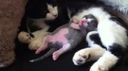 خواب ترسناک گربه کنار مادرش :)