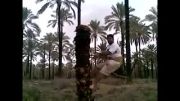 بالا رفتن یک عرب از درخت خرما با بند خخخخ
