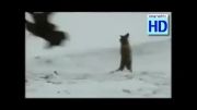 شکار روباه توسط عقاب