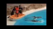 حرکات دیدنی وجذاب دلفینها