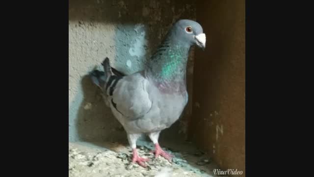 کبوتر دوبر اردبیل
