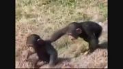 سری ویدیو های بسیار خنده دار میمونی!&deg;!