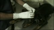 doberman ear cropping by dr ramin arefeh