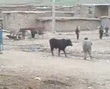 حمله ی یک گاو به صاحبش