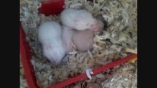 بچه همسترهای من3