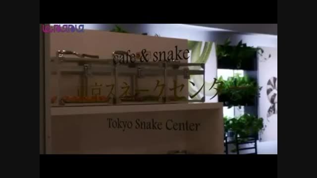 افتتاح کافی شاپ مارها در توکیو ژاپن+فیلم #گلچین صفاسا
