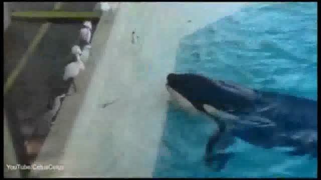 شکار مرغ ماهی خوار توسط نهنگ قاتل در یک چشم به هم زدن