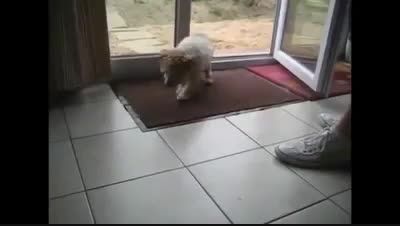 ورود سگ به ساختمان