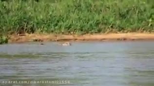 شکار شدن تمساح دیدنی
