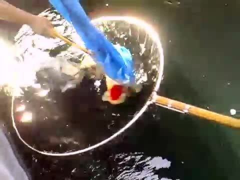حل مشکل برآمدگی چشم ماهی کوی (نژاد تانچو) با تزریق