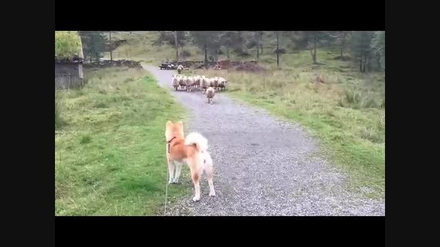 ترس سگ از گوسفند