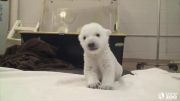اولین قدم های بچه خرس قطبی