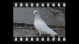 کبوتر اردبیل