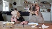 شام خوردن به روش سگی