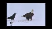 دزدی کلاغ از عقاب