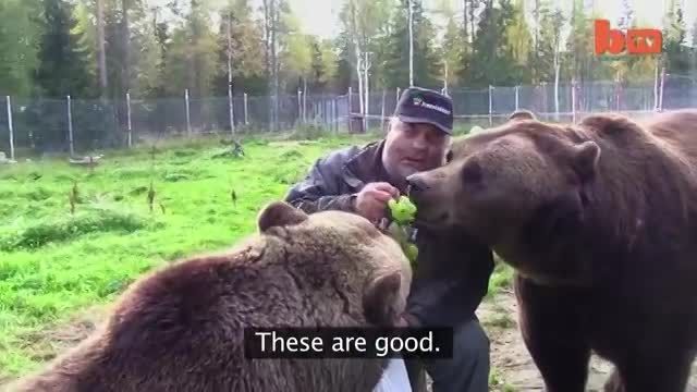 مرد فنلاندی و 17سال زندگی با دو خرس