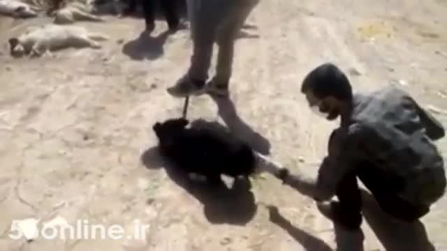 کشتن سگ ها در شیراز با تزریق اسید