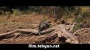 شكار  تمساح توسط پلنگ
