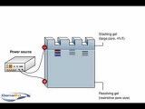 SDS-PAGE (polyacrylamide gel electrophoresis)