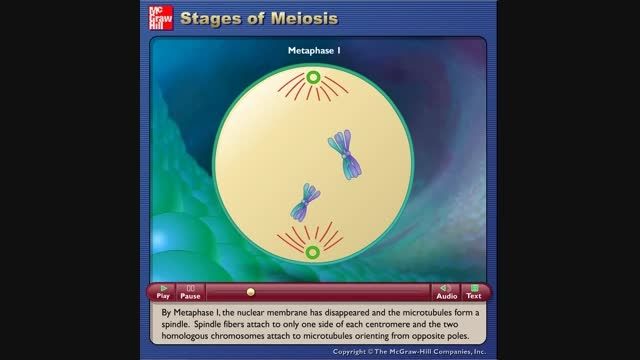 stages of meiosis